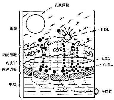 linchuangyingyangxue148.jpg