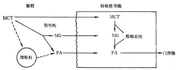 linchuangyingyangxue138.jpg