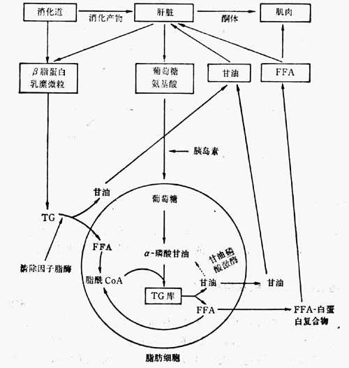 linchuangyingyangxue119.jpg